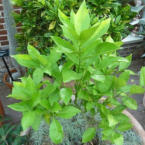 Valencia Orange