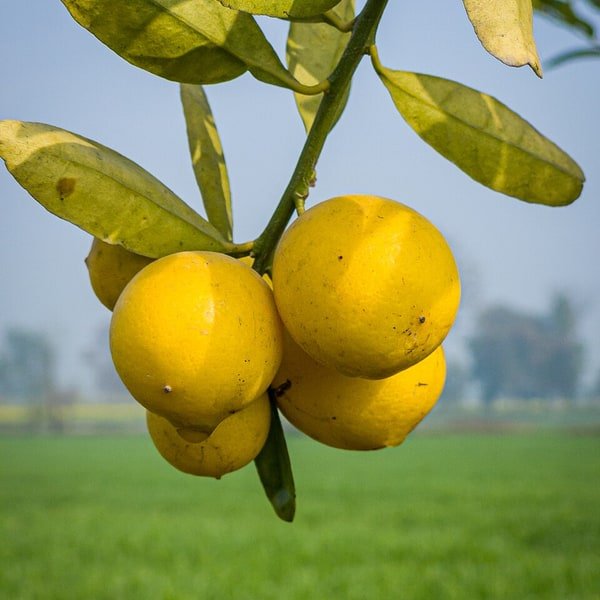 Eureka Lemon