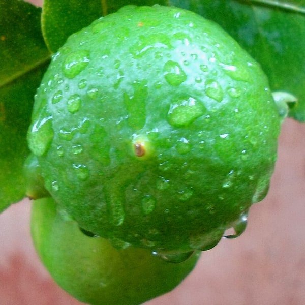 Persian Lime