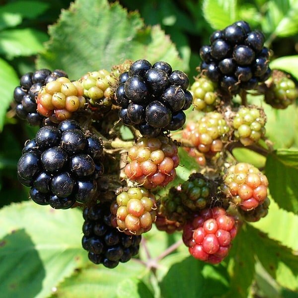 Blackberry Pack