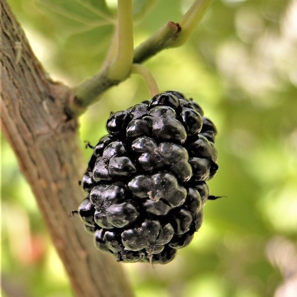 Mulberry Bunch