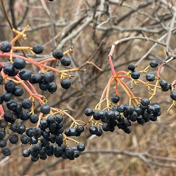 Elderberry Sprig