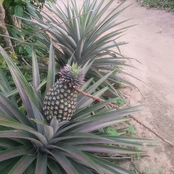 Pineapple Crown