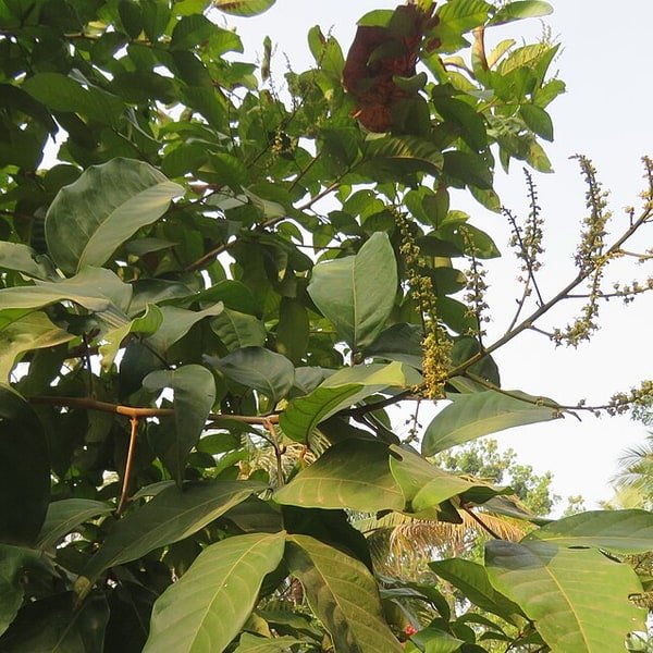 Rambutan Cluster