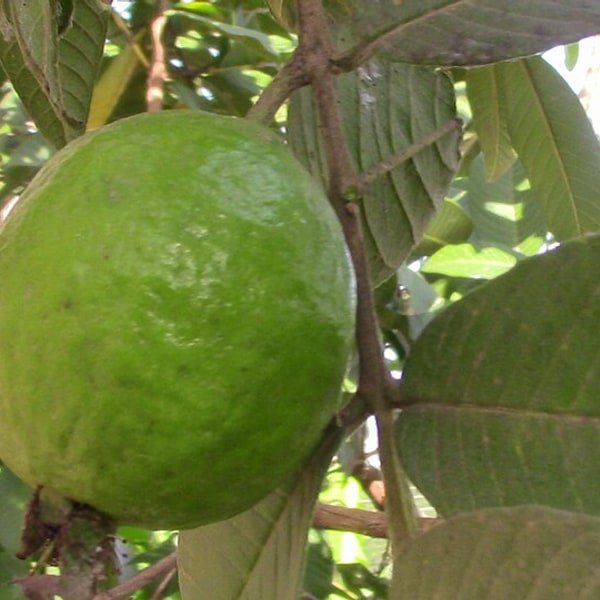 Guava Pink