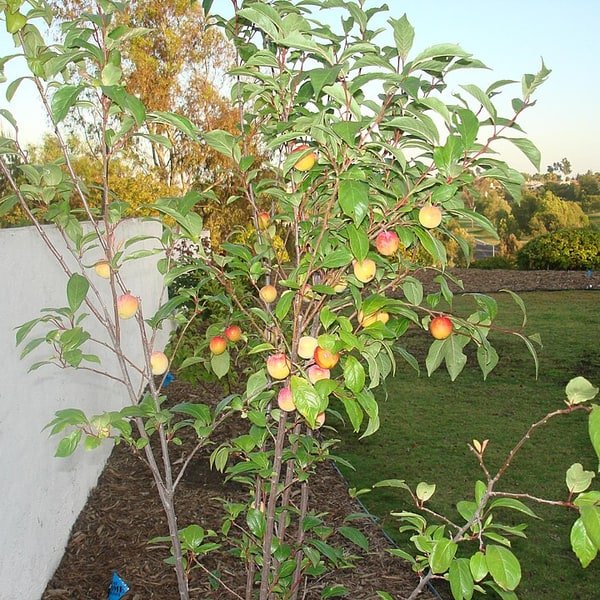 Pluot Hybrid
