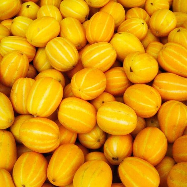 Korean Melon