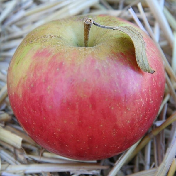 Honeycrisp Apple