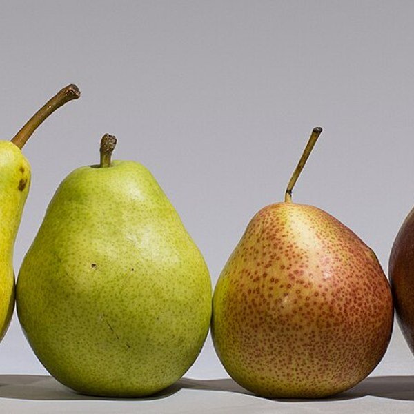 Bartlett Pear